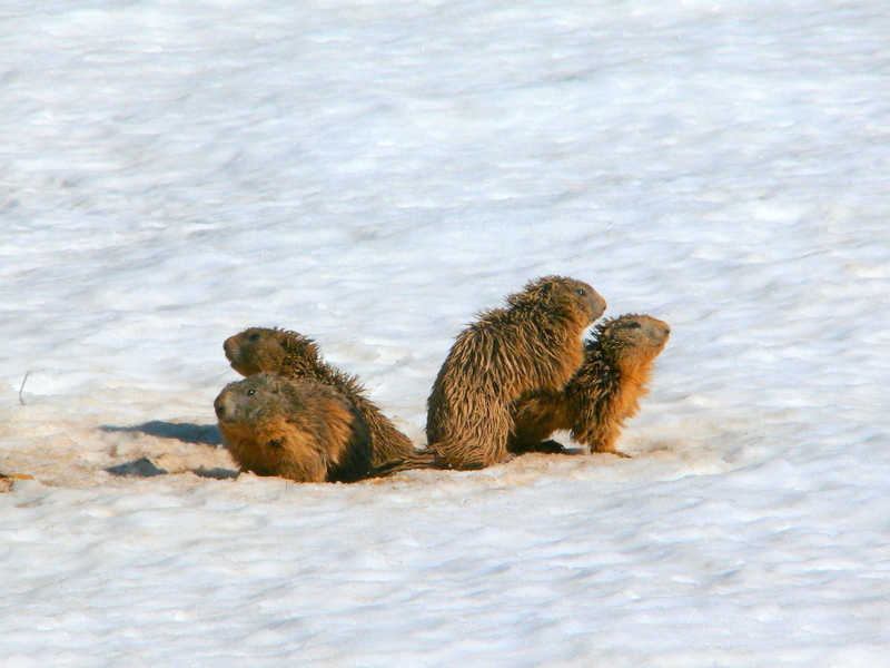 Boccoli d''oro -  Marmotte del Monte Baldo